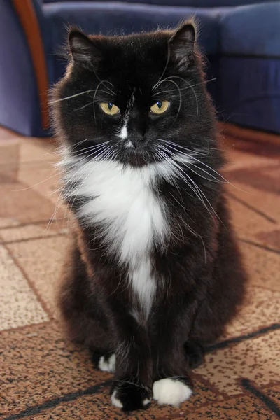 Черная Кошка Сидит Ковре Черная Кошка Белым Галстуком Сидит Ковре — стоковое фото
