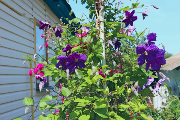 Bei Fiori Clematide Vicino Casa Grosso Cespuglio Clematide Che Cresce — Foto Stock