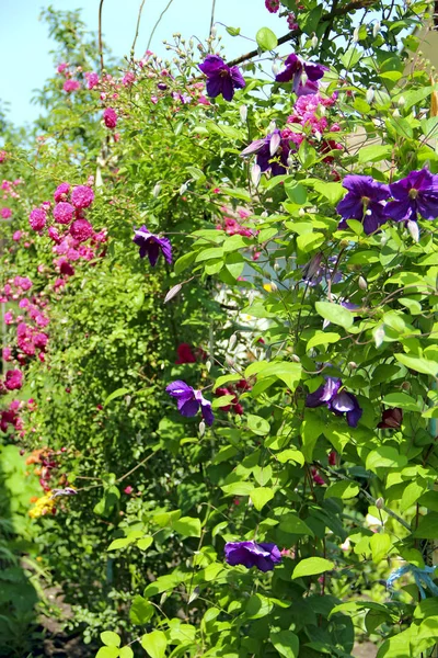 Beautiful Flowers Clematis House Big Bush Clematis Growing Garden Clematis — Stock Photo, Image