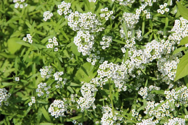 Białe Kwiaty Lobularia Maritima Rozkwitu Ogrodzie Białe Kwiaty Zapachem Miodu — Zdjęcie stockowe