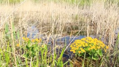 Caltha palustris bataklık içinde büyüyen. Bahar çiçekleri. Marsh Marigold çiçek. Marsh Marigold sarı çiçekler. Çiçekli altın renkli bitkiler erken baharda sel sırasında ırmak