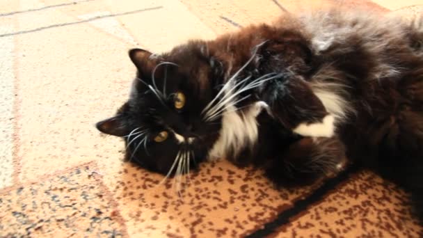 黑猫懒洋洋地躺在地毯上 懒惰的宠物躺在地板上奇怪的姿势 — 图库视频影像