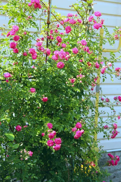 Flores Delicadas Rosa Trepadora Florecen Jardín Cerca Casa Hermosas Rosas —  Fotos de Stock