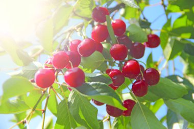 Olgun kiraz dalda asılı. Kiraz kırmızı meyveler Güneşli ışınları ağacında dayan. Kiraz çilek aydınlatıcı küme bilir. Kirişler kırmızı meyveler aydınlatıcı. Kırpma çilek