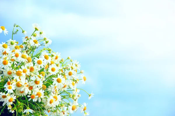 Bukiet Białych Chamomiles Promienie Słoneczne Delikatne Teraźniejszości Kwiaty Rumianku Zbliżenie — Zdjęcie stockowe