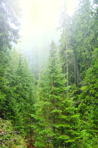 Bosque Verde Denso Con Abetos Después Primera Nieve Año Rayos — Foto de Stock