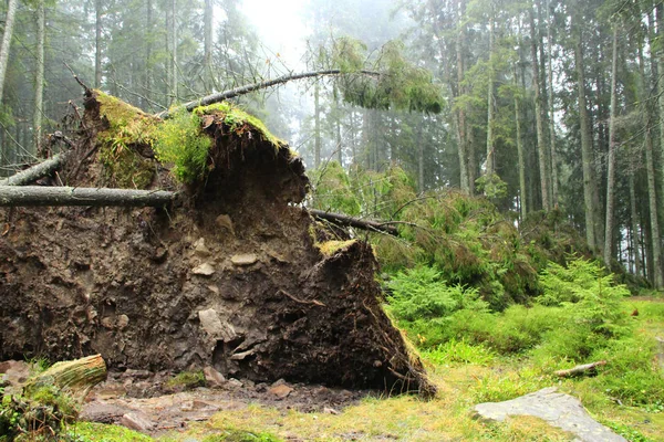 Roots of tree fallen during storm. Pine fell under onslaught of wind. Natural disaster in forest. Hurricane wind piled up large pine in forest. Tree with twisted roots and soil in forest