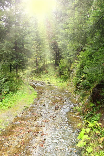 Río Montaña Que Fluye Bosque Verde Río Que Fluye Bosque — Foto de Stock