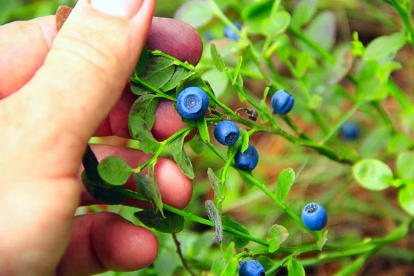 Human hand gathering wild berries. Harvesting whortleberries. Ripe dark berries of bilberry in forest. Picking bilberries. Crop of forest berry. Blue bilberry in wood. Bush of ripe bilberry closeup