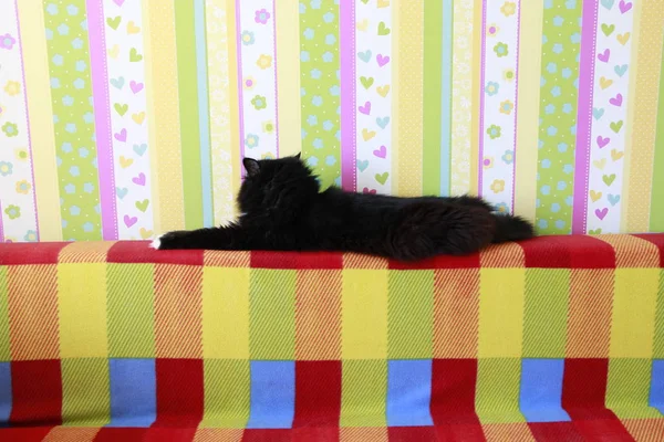 Lazy black cat laying on colored back of sofa. Black and white cat laying down lazy paws up on sofa. Vivid element of design