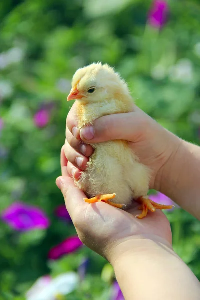 Yellow chicken in children's hands. New life. Small bird. Yellow chicken. Little chicken on poultry farm. Baby chicken in poultry farm. young chicken on human hand