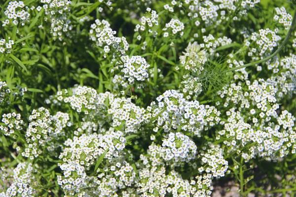 Białe Kwiaty Lobularia Maritima Rozkwitu Ogrodzie Sweet Alyssum Lub Lobularia — Zdjęcie stockowe