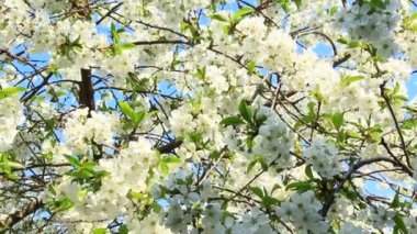 Baharda açan kiraz. İlkbaharda çiçek açması kiraz Şubesi. Bahçede çiçek açan kiraz ağacının beyaz çiçekler. Bahar bahçe