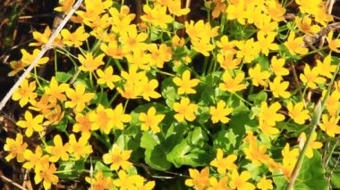 Caltha palustris bataklık içinde büyüyen. Bahar çiçekleri. Marsh Marigold çiçek. Marsh Marigold sarı çiçekler. Çiçekli altın renkli bitkiler erken baharda sel sırasında ırmak
