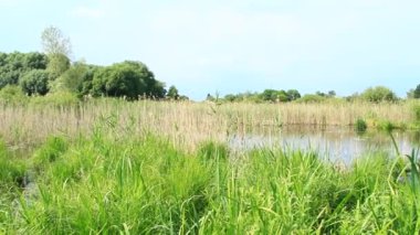 Bataklık içinde baharda sel ile manzara. Bahar görünümü. Su sahne. Kukum ve çalılar ile sel. Doğa Çiçek açmış. Nisan ayında ağaçlarının çiçek açması