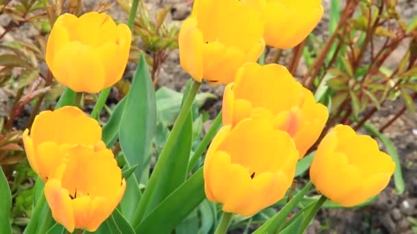 Gula Tulpaner Planterade Trädgården Gula Tulpaner Blomma Säng Trädgården Våren — Stockvideo