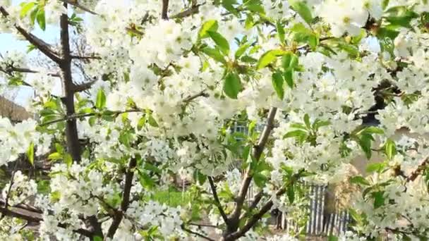 桜は春の花します 春の桜の開花の支店 庭に咲く桜の木の白い花 春の庭 — ストック動画