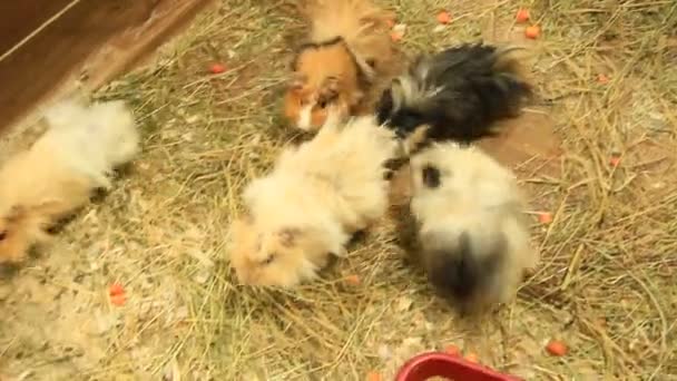 Vackra Mångfärgade Marsvin Zoo Guinea Pig Vänner Husdjur — Stockvideo