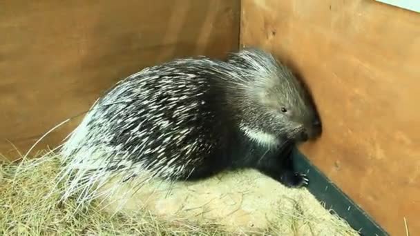 Stachelschwein Mit Scharfen Stacheln Bedeckt Nagetier Stachelschwein Zoo Porträt Des — Stockvideo