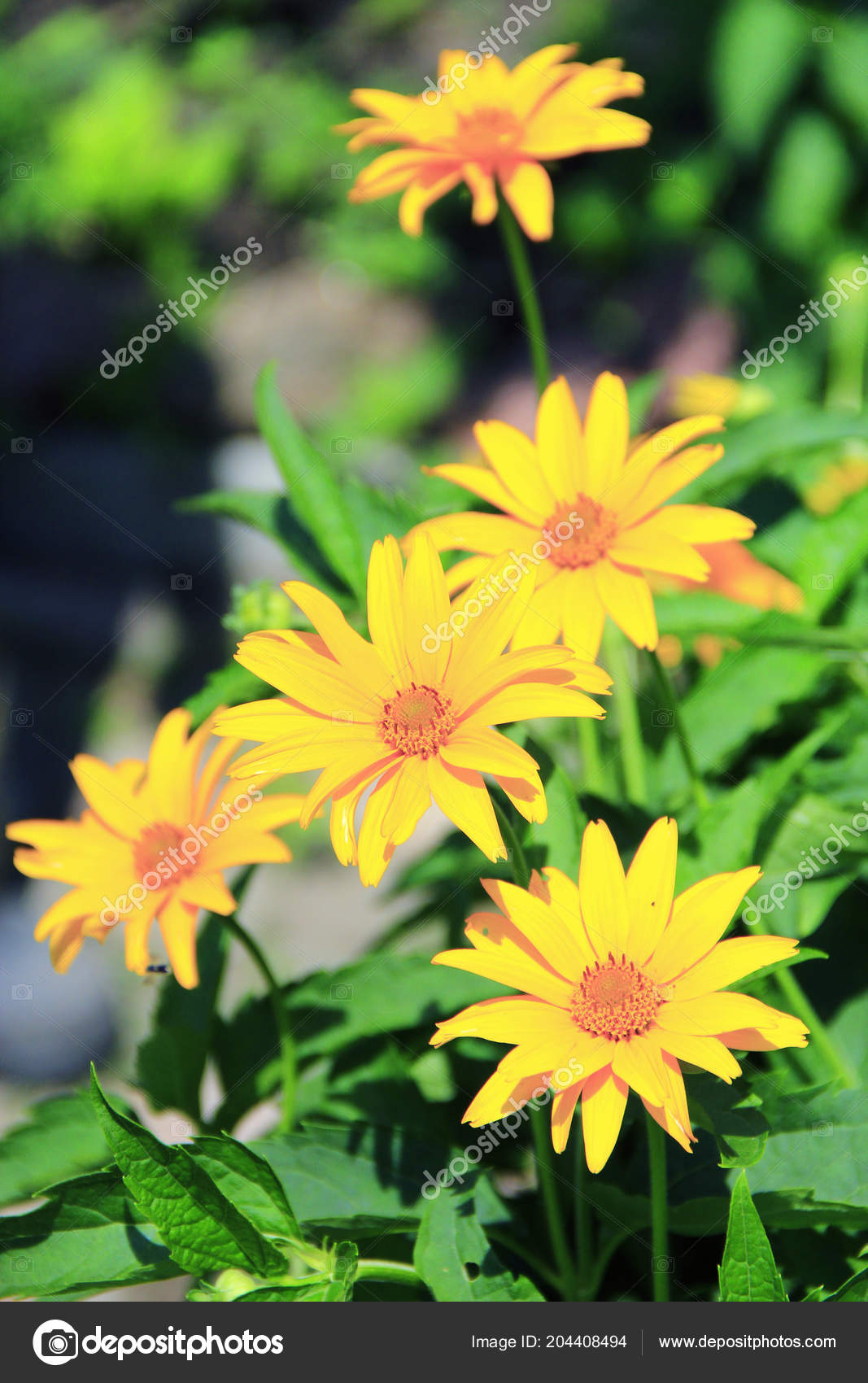 Rudbeckia laciniata qui fleurit dans le jardin. Jaunes grosses fleurs floraison dans le jardin. Fleurs jaunes \u2014 Image de alexmak72427