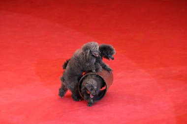 Eğitimli kaniş sirk arenada gerçekleştirme. Sirk eğitimli köpek. Komik köpekler. Kırmızı sirk arena birlikte oynayan iki kaniş. Sirk poodles ile performans