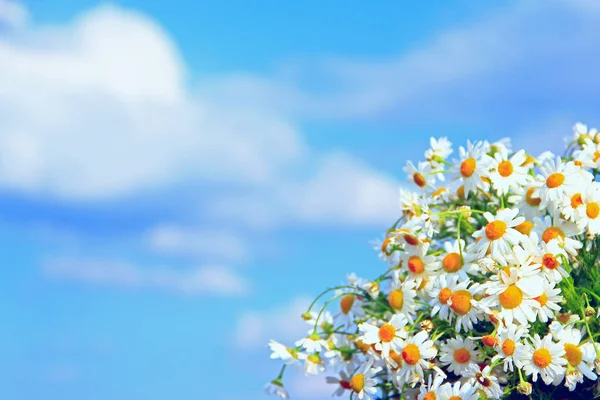 青い空を背景にブーケで白の鎮静 白の鎮静と美しいブーケ カモミールの花 夏のクローズ アップの白地花 テキストを配置します Copyspace — ストック写真