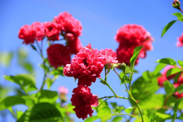 登山家の近くの庭でバラの花の繊細な花 美しいバラの家の近くに成長します ピンクのバラの庭に咲きます 花の大きなブッシュ 満開のバラの茂みを登山をクローズ アップ — ストック写真