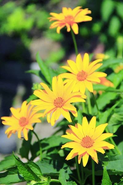 Laciniata 在花园里盛开 黄色的大花盛开在花园里 — 图库照片
