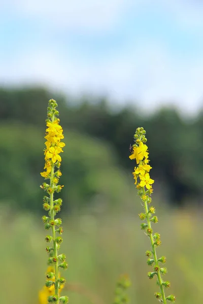 Żółte Kwiaty Agrimonia Eupatoria Kwitnące Polu Ziołowa Roślina Pospolita Agrimonia — Zdjęcie stockowe