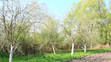 Köyde dikim önce sebze Bahçe topraklarında. Elma Bahçe sebze bahçesinde Bahar arkasında. Tarım arazisi. Çiçek Bahçe