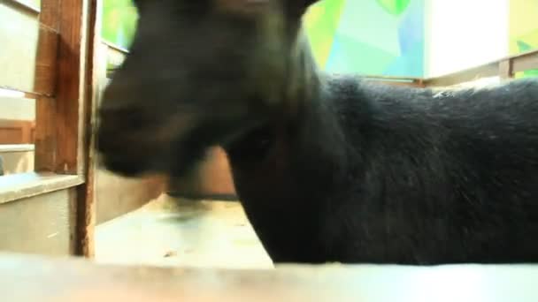 動物園のヤギがクローズ アップ カメラをひげと黒ヤギ — ストック動画