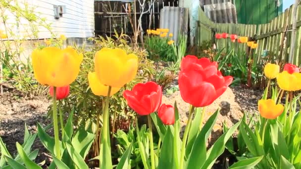 月の花壇に赤や黄色のチューリップ 赤と黄色のチューリップは 庭に植えた 春の庭 花壇に色とりどりのチューリップ 庭の美しい春の花チューリップ — ストック動画