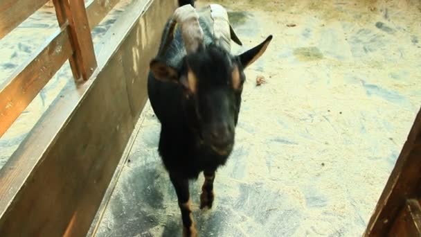 山羊在动物园里关门了 黑山羊胡子看相机 — 图库视频影像