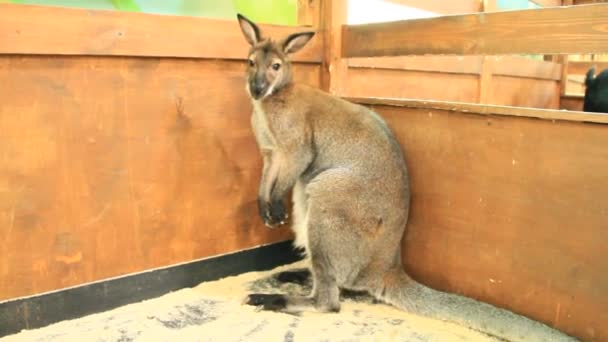 Kanguru Hayvanat Bahçesi Nde Kanguru Keseli Bir Hayvan Hayvan Hayvanat — Stok video