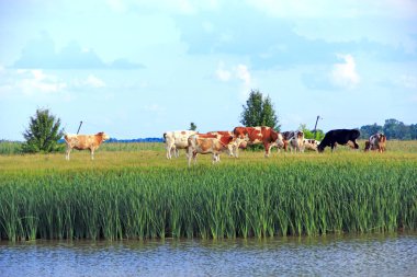 İnekler yazın yeşil çiftlik otlaklarında otlarlar. Bulutlu gökyüzü ve göl kenarında otlayan ineklerle dolu bir manzara. İnekler göl kenarında yeşil ot yiyorlar. Göl bastonlu Panorama ve evcil çiftlik hayvanları