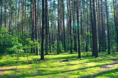 Güneşli ışınları yoğun iğne yapraklı orman ağaçlarında aracılığıyla zorla. Çam ormanı ile yeşil yosun