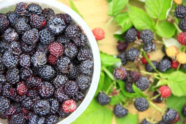 Siyah Ahududu meyveleri ürün. Olgun Rubus occidentalis kova. Taze ve tatlı siyah Ahududu dolu kova. Olgun ahududu Close-up. Hasat Rubus occidentalis