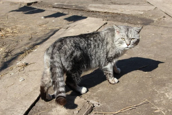 Schottische Katze Schaut Sich Hof Schöne Schottische Straight Cat Haustiere — Stockfoto