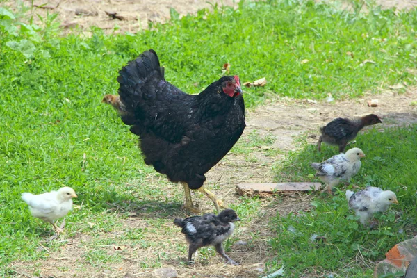 Henne Mit Hühnern Hof Kleine Hühner Die Geflügel Der Nähe — Stockfoto