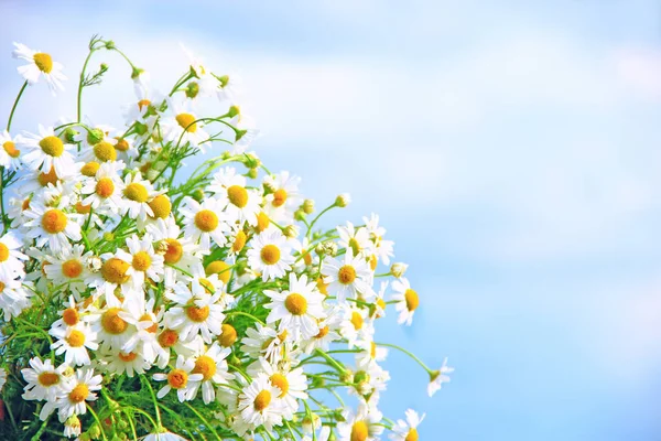 青い空を背景にブーケで白の鎮静 白の鎮静と美しいブーケ カモミールの花 夏のクローズ アップの白地花 テキストを配置します Copyspace — ストック写真