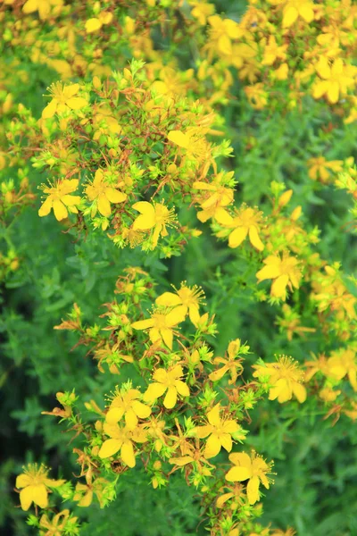Yellow Beautiful Flowers Medical John Wort Лечебные Цветы Зверобоя Листвой — стоковое фото