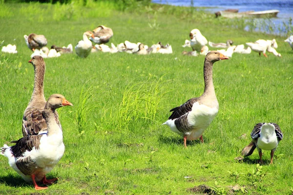 Gänse Auf Einer Wiese Flussnähe Flug Der Weißen Hausgänse Auf — Stockfoto