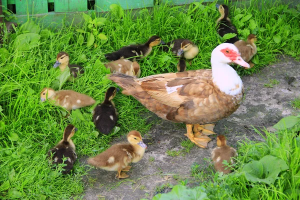Muscovy Duck Hen Amusing Ducklings Grass Poultry Domestic Birds — Stock Photo, Image