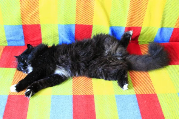 Μαύρη Γάτα Sprawled Στον Καναπέ Πολύχρωμο Εγχώρια Κατοικίδιο Γάτα Τοποθέτηση — Φωτογραφία Αρχείου