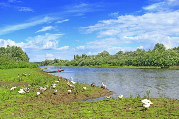 夏季景观与河流和放牧鹅 在河边的草地上成群结队的鹅吃草 河与国内鹅 河边鹅草的乡村景观 — 图库照片