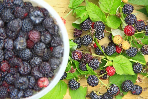 Crop Black Raspberry Berries Ripe Rubus Occidentalis Bucket Bucket Full — Stock Photo, Image