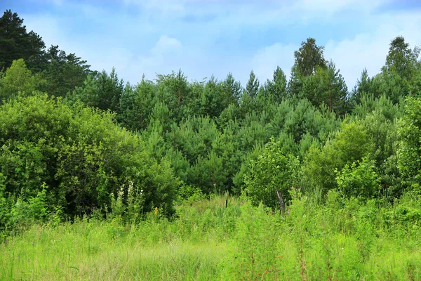 Floresta Pinheiro Com Pinheiros Jovens Mato Floresta Verde Com Coníferas — Fotografia de Stock