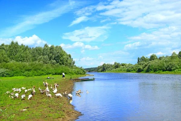 Sommar Landskap Med Flod Och Betande Gäss Flock Gäss Skrubbsår — Stockfoto