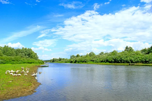 Καλοκαιρινό Τοπίο Ποτάμι Και Βόσκηση Χήνες Κοπάδι Χήνες Grazes Επάνω — Φωτογραφία Αρχείου