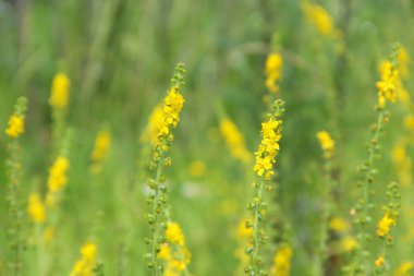 Yellow flowers of Agrimonia eupatoria blossoming in field. Herbal plant common agrimony Agrimonia eupatoria. Common agrimony yellow flowers close up. Medicinal plant clipart